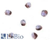 Immunocytochemistry of PHAP in Raji cells with PHAP antibody at 1 µg/ml.