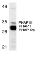 Western blot of PHAP expression in human Raji cell lysate with PHAP antibody at 1 ug/ml. The wide and strong band below PHAP III is a double let composed of PHAP I (upper) and PHAP I2a (lower).