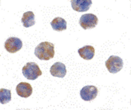 Immunocytochemistry of PHAP I in Raji cells with PHAP I antibody at 2 ug/ml.