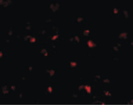 Immunofluorescence of PHAP I in Raji cells with PHAP I antibody at 10 ug/ml.