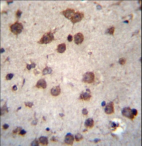 PHAX Antibody immunohistochemistry of formalin-fixed and paraffin-embedded human brain tissue followed by peroxidase-conjugated secondary antibody and DAB staining.