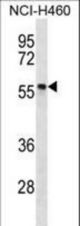 PHAX Antibody western blot of NCI-H460 cell line lysates (35 ug/lane). The PHAX antibody detected the PHAX protein (arrow).