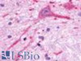 Anti-MCHR2 antibody LS-A1907 IHC of human brain, neurons. Immunohistochemistry of formalin-fixed, paraffin-embedded tissue after heat-induced antigen retrieval.