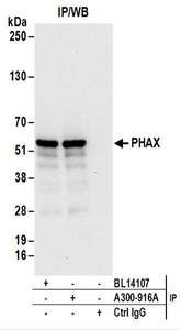 Detection of Human PHAX by Western Blot of Immunoprecipitates. Samples: Whole cell lysate (1 mg for IP; 20% of IP loaded) from 293T cells. Antibodies: Affinity purified rabbit anti-PHAX antibody used for IP at 6 ug/mg lysate. PHAX was also immunoprecipitated by rabbit anti-PHAX antibody BL14107. For blotting immunoprecipitated PHAX, was used at 0.1 ug/ml. Detection: Chemiluminescence with an exposure time of 10 seconds.