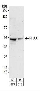 Detection of Mouse PHAX by Western Blot. Samples: Whole cell lysate from mouse NIH3T3 (15 and 50 ug) cells. Antibodies: Affinity purified rabbit anti-PHAX antibody used for WB at 0.4 ug/ml. Detection: Chemiluminescence with an exposure time of 3 minutes.