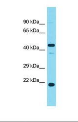 Western blot of Human Fetal Liver. PHAX antibody dilution 1.0 ug/ml.