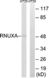 Western blot of extracts from HT-29 cells, using RNUXA Antibody. The lane on the right is treated with the synthesized peptide.