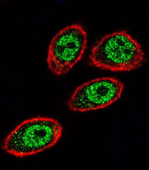 Confocal immunofluorescent of PHB Antibody with HeLa cell followed by Alexa Fluor 488-conjugated goat anti-rabbit lgG (green). Actin filaments have been labeled with Alexa Fluor 555 phalloidin (red).