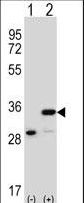 Western blot of PHB (arrow) using rabbit polyclonal PHB Antibody. 293 cell lysates (2 ug/lane) either nontransfected (Lane 1) or transiently transfected (Lane 2) with the PHB gene.