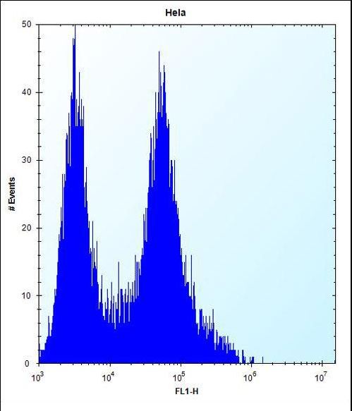 PHB Antibody flow cytometry of HeLa cells (right histogram) compared to a negative control cell (left histogram). FITC-conjugated goat-anti-rabbit secondary antibodies were used for the analysis.