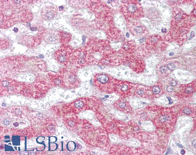 Anti-PHB / Prohibitin antibody IHC of human liver. Immunohistochemistry of formalin-fixed, paraffin-embedded tissue after heat-induced antigen retrieval. Antibody LS-B6909 concentration 10 ug/ml.