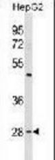 PHB1 Antibody (Human N-term) western blot of HepG2 cell line lysates (35 ug/lane). The PHB1 antibody detected the PHB1 protein (arrow).