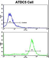 Flow cytometric of ATDC5 cells using PHB1 Antibody (bottom histogram) compared to a negative control cell (top histogram). FITC-conjugated goat-anti-rabbit secondary antibodies were used for the analysis.