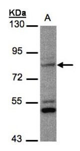 Sample (30 ug whole cell lysate). A: MOLT4 . 7.5% SDS PAGE. PHEX / PEX antibody diluted at 1:1000
