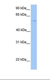 NTERA2 cell lysate. Antibody concentration: 1.0 ug/ml. Gel concentration: 12%.