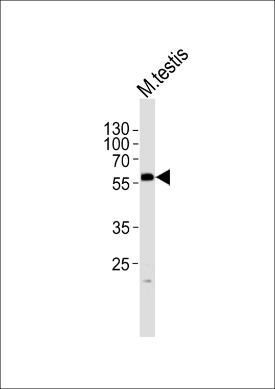 Western blot of lysate from mouse testis tissue lysate with PHF1 Antibody. Antibody was diluted at 1:1000. A goat anti-rabbit IgG H&L (HRP) at 1:5000 dilution was used as the secondary antibody. Lysate at 35 ug.