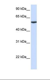 Fetal lung lysate. Antibody concentration: 1.0 ug/ml. Gel concentration: 12%.