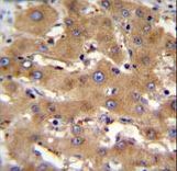 PHF12 Antibody immunohistochemistry of formalin-fixed and paraffin-embedded human liver tissue followed by peroxidase-conjugated secondary antibody and DAB staining.