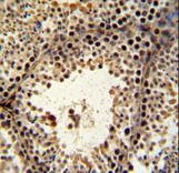 PHF13 Antibody IHC of formalin-fixed and paraffin-embedded mouse testis tissue followed by peroxidase-conjugated secondary antibody and DAB staining.