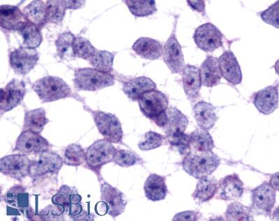 Anti-MCHR2 antibody LS-A1907 immunocytochemistry (ICC) staining of untransfected HEK293 human embryonic kidney cells.