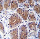 MID1IP1 Antibody immunohistochemistry of formalin-fixed and paraffin-embedded human stomach tissue followed by peroxidase-conjugated secondary antibody and DAB staining.