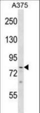PHF21A Antibody western blot of A375 cell line lysates (35 ug/lane). The PHF21A antibody detected the PHF21A protein (arrow).