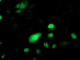 Anti-PHF21B mouse monoclonal antibody immunofluorescent staining of COS7 cells transiently transfected by pCMV6-ENTRY PHF21B.