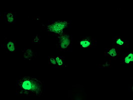 Anti-PHF21B mouse monoclonal antibody immunofluorescent staining of COS7 cells transiently transfected by pCMV6-ENTRY PHF21B.