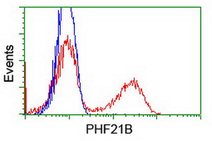 HEK293T cells transfected with either overexpress plasmid (Red) or empty vector control plasmid (Blue) were immunostained by anti-PHF21B antibody, and then analyzed by flow cytometry.