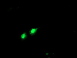 Anti-PHF21B mouse monoclonal antibody immunofluorescent staining of COS7 cells transiently transfected by pCMV6-ENTRY PHF21B.
