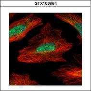 Confocal immunofluorescence analysis (Olympus FV10i) of paraformaldehyde-fixed HeLa using MID1IP1 antibody (Green) at 1:500 dilution. Alpha-tubulin filaments were labeled with alpha-tubulin antibody (Red) at 1:2000.