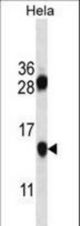 PHF5A Antibody western blot of HeLa cell line lysates (35 ug/lane). The PHF5A antibody detected the PHF5A protein (arrow).