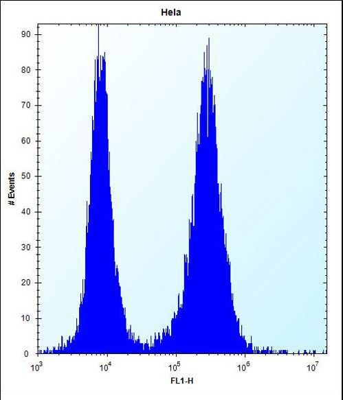 PHF5A Antibody flow cytometry of HeLa cells (right histogram) compared to a negative control cell (left histogram). FITC-conjugated donkey-anti-rabbit secondary antibodies were used for the analysis.