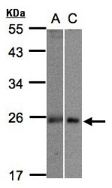 Sample (30 ug whole cell lysate). A:293T, B: Hep G2 . 12% SDS PAGE. MID1IP1 antibody diluted at 1:1000