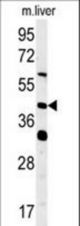 SMCR7L Antibody western blot of mouse liver tissue lysates (15 ug/lane). The SMCR7L antibody detected SMCR7L protein (arrow).
