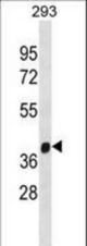 FANCL Antibody western blot of 293 cell line lysates (35 ug/lane). The FANCL antibody detected the FANCL protein (arrow).