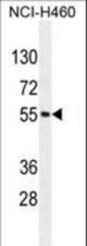 MIER2 Antibody western blot of NCI-H460 cell line lysates (35 ug/lane). The MIER2 antibody detected the MIER2 protein (arrow).