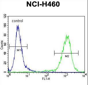 MIER2 Antibody flow cytometry of NCI-H460 cells (right histogram) compared to a negative control cell (left histogram). FITC-conjugated goat-anti-rabbit secondary antibodies were used for the analysis.
