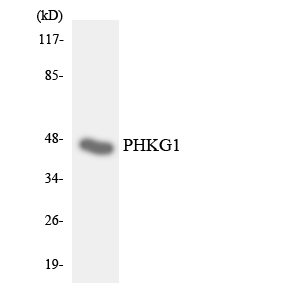 Western blot of the lysates from HUVEC cells using PHKG1 antibody.