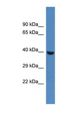 PHKG1 antibody LS-C135391 Western blot of Rat Liver lysate. Antibody concentration 1 ug/ml.