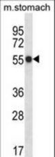 Mouse Phkg1 Antibody western blot of mouse stomach tissue lysates (35 ug/lane). The Phkg1 antibody detected the Phkg1 protein (arrow).