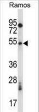 Mouse Phkg1 Antibody western blot of Ramos cell line lysates (35 ug/lane). The Phkg1 antibody detected the Phkg1 protein (arrow).