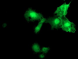 Anti-MIER2 mouse monoclonal antibody immunofluorescent staining of COS7 cells transiently transfected by pCMV6-ENTRY MIER2.
