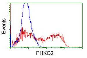 HEK293T cells transfected with either overexpress plasmid (Red) or empty vector control plasmid (Blue) were immunostained by anti-PHKG2 antibody, and then analyzed by flow cytometry.