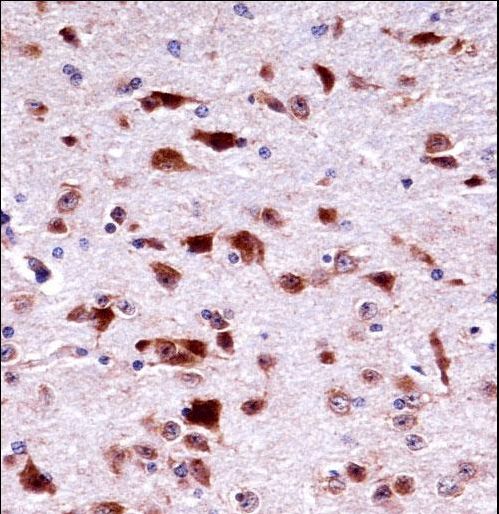 Mouse Phkg2 Antibody immunohistochemistry of formalin-fixed and paraffin-embedded mouse brain tissue followed by peroxidase-conjugated secondary antibody and DAB staining.