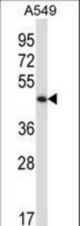 Mouse Phkg2 Antibody western blot of A549 cell line lysates (35 ug/lane). The Phkg2 antibody detected the Phkg2 protein (arrow).