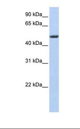 Placenta lysate. Antibody concentration: 1.0 ug/ml. Gel concentration: 12%.