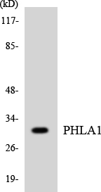 Western blot of the lysates from K562 cells using PHLA1 antibody.