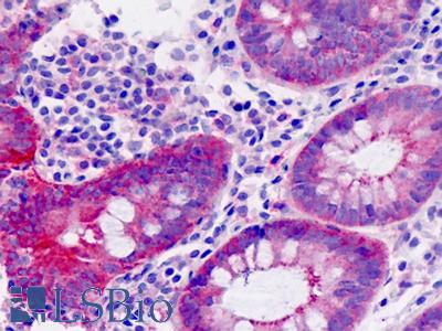 Anti-PHLDA1 antibody IHC staining of human small intestine. Immunohistochemistry of formalin-fixed, paraffin-embedded tissue after heat-induced antigen retrieval.