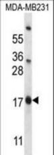 PHLDA2 Antibody western blot of MDA-MB231 cell line lysates (35 ug/lane). The PHLDA2 antibody detected the PHLDA2 protein (arrow).